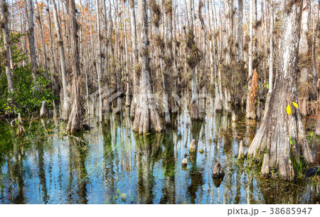 Forest in Everglades Forest in Everglades 38685947