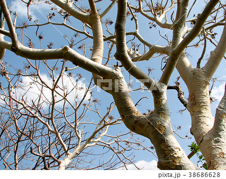 Trees Without Leaf With Branch 38686628