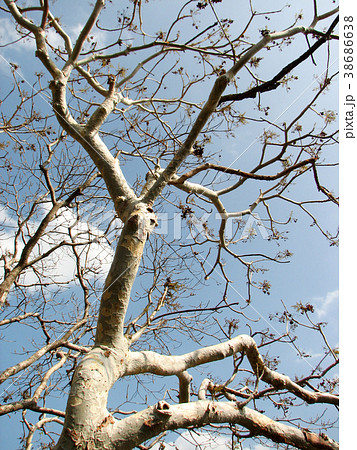 Trees Without Leaf With Branch 38686638