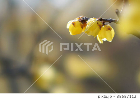 ロウバイ 38687112