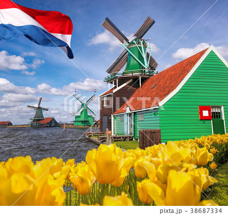 Dutch windmills with tulips in Amsterdam, Holland 38687334