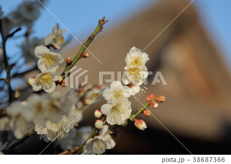梅の花 38687366