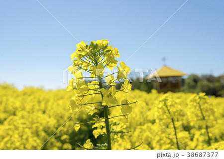 菜の花畑 38687377