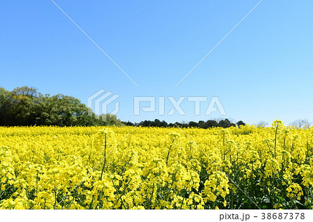 菜の花畑 38687378