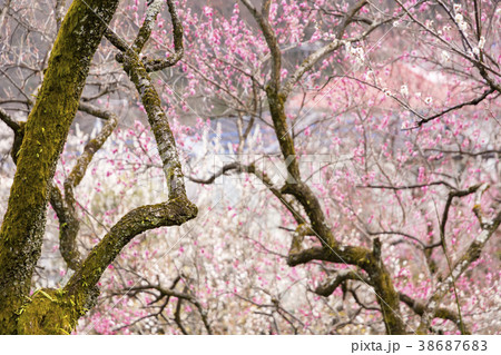 百草園の梅まつり 38687683