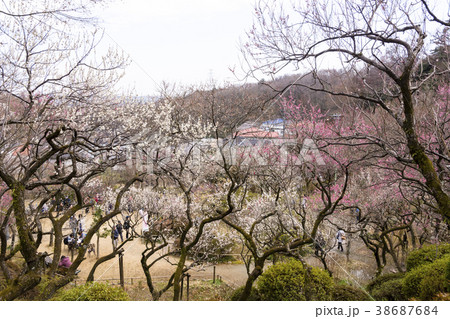 百草園の梅まつり 38687684