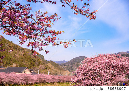 《静岡県》河津川沿いに咲く満開の河津桜 《静岡県》河津川沿いに咲く満開の河津桜 38688007