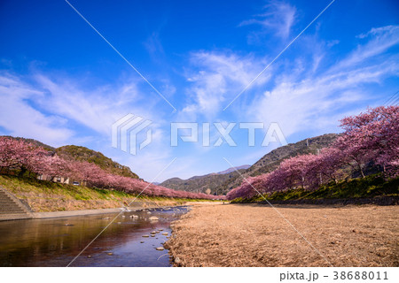 《静岡県》河津川沿いに咲く満開の河津桜 《静岡県》河津川沿いに咲く満開の河津桜 38688011