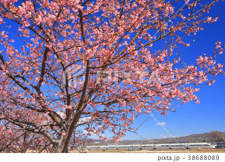 河津桜と小田急ロマンスカー 38688089