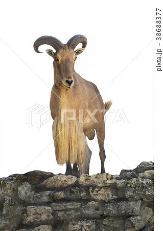 sheep 38688377