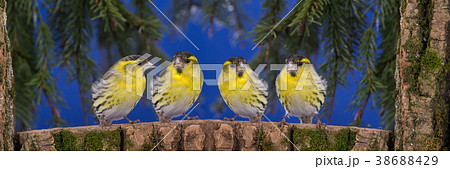 male siskin 38688429