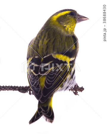 male siskin male siskin 38688430