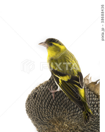 male siskin male siskin 38688436