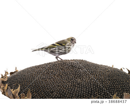 female siskin female siskin 38688437