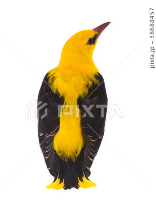 Eurasian Golden Oriole Eurasian Golden Oriole 38688457