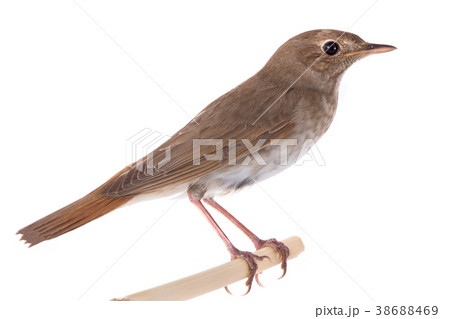 nightingale nightingale 38688469