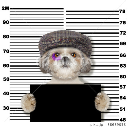 Criminal shitzu dog at the police station.  38689058
