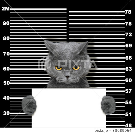 1,471 Police Cat Images, Stock Photos, 3D objects, & Vectors