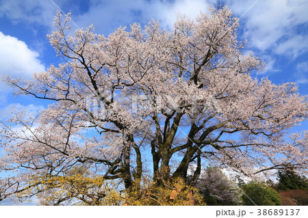 長野・飯田 「安富桜」 38689137