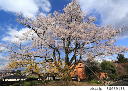 長野・飯田 「安富桜」 38689138