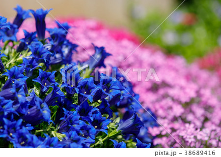 Trumpet gentiana blue flower in spring garden 38689416