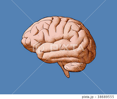 Vintage brain drawing with retro color style Vintage brain drawing with retro color style 38689555