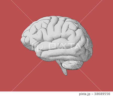 Vintage brain drawing with retro color style Vintage brain drawing with retro color style 38689556