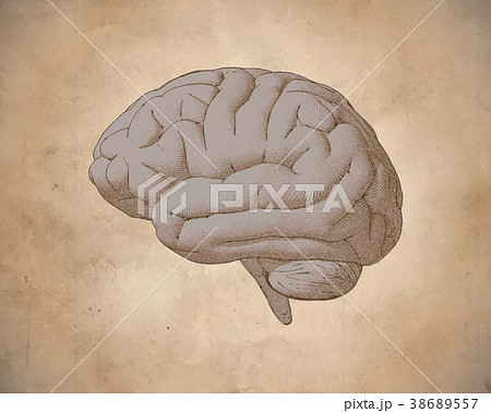 Vintage brain drawing with old paper texture Vintage brain drawing with old paper texture 38689557