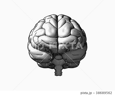 Human brain Vector outline illustration of human brain on white background   Affiliate Vector outline Human  Brain illustration Brain drawing  Brain icon