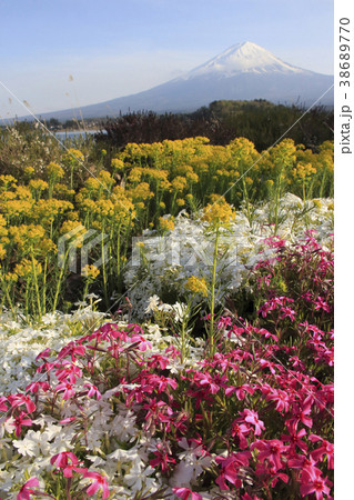 春の大石公園にて 38689770
