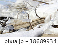 Frozen plants in winter 38689934