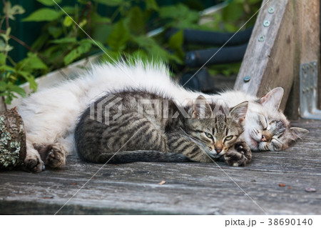 Fluffy homeless adult white cat and gray kitten 38690140