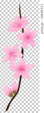 手描きイラスト　桃の花 38690151