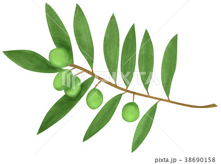 手描きイラスト　オリーブ 38690158