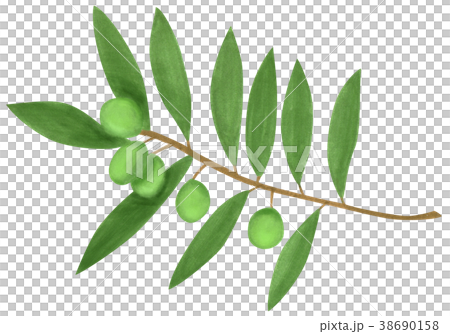 手描きイラスト　オリーブ 38690158