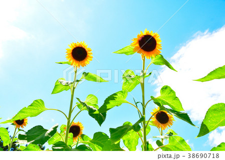 夏　ひまわり 38690718