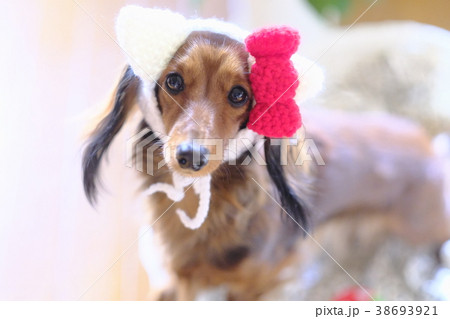 犬 ダックス 可愛い カニンヘン 小型犬 犬 ダックス 可愛い カニンヘン 小型犬 38693921