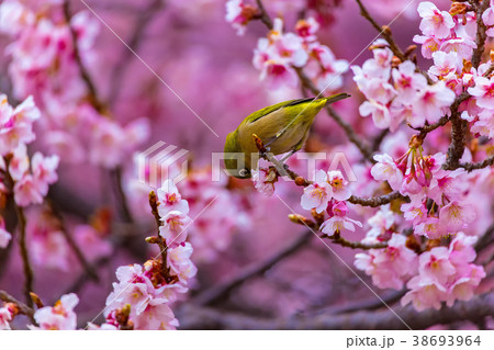 メジロ　寒桜 38693964