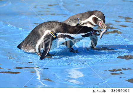 魚を食べるフンボルトペンギンの写真素材