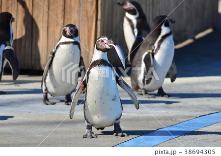 魚を食べるフンボルトペンギンの写真素材