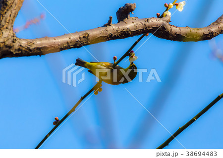 メジロ　白梅 38694483