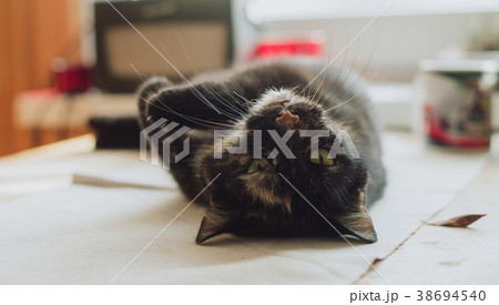 Old triple color cat on the table, Old triple color cat on the table, 38694540