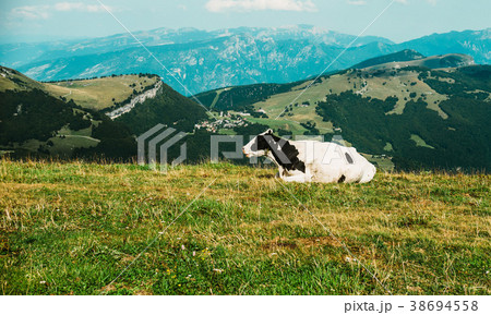 cows in a meadow in the alps, Italy, Monte Baldo 38694558