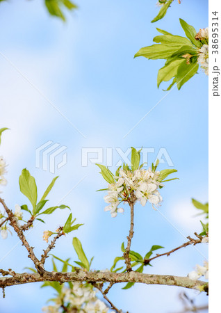 咲いた 満開 開花中 38695314