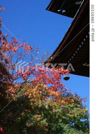 姫団扇楓の紅葉と宝鐸 姫団扇楓の紅葉と宝鐸 38695330