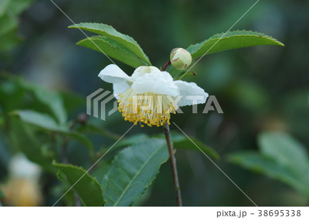 茶の花 花言葉は 追憶 の写真素材