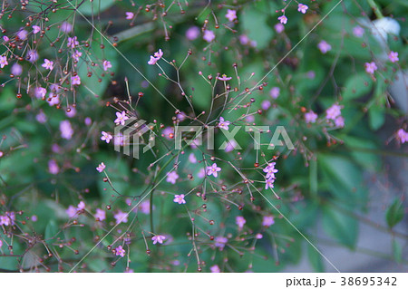 爆蘭 ハゼラン 花言葉は「永遠にあなたのもの」 爆蘭 ハゼラン 花言葉は「永遠にあなたのもの」 38695342
