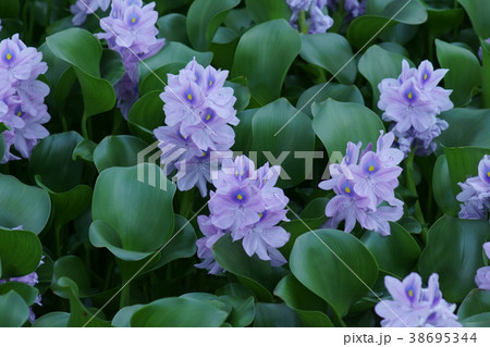 布袋葵　ウォーターヒアシンス　花言葉は「揺れる心」 38695344