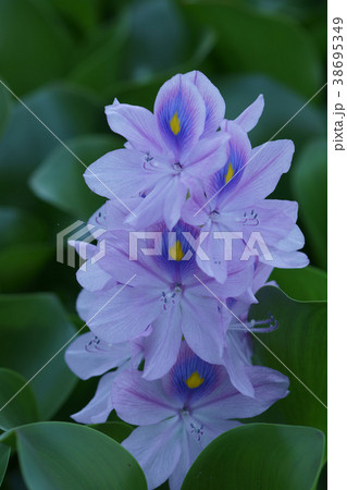 布袋葵　ウォーターヒアシンス　花言葉は「揺れる心」 38695349