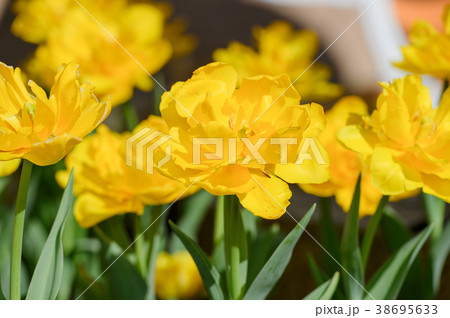 チューリップ ﾁｭｰﾘｯﾌﾟ 咲いた 38695633